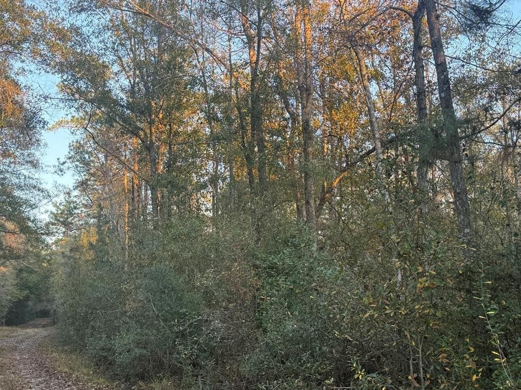 17 acres in Texas County gallery image 4