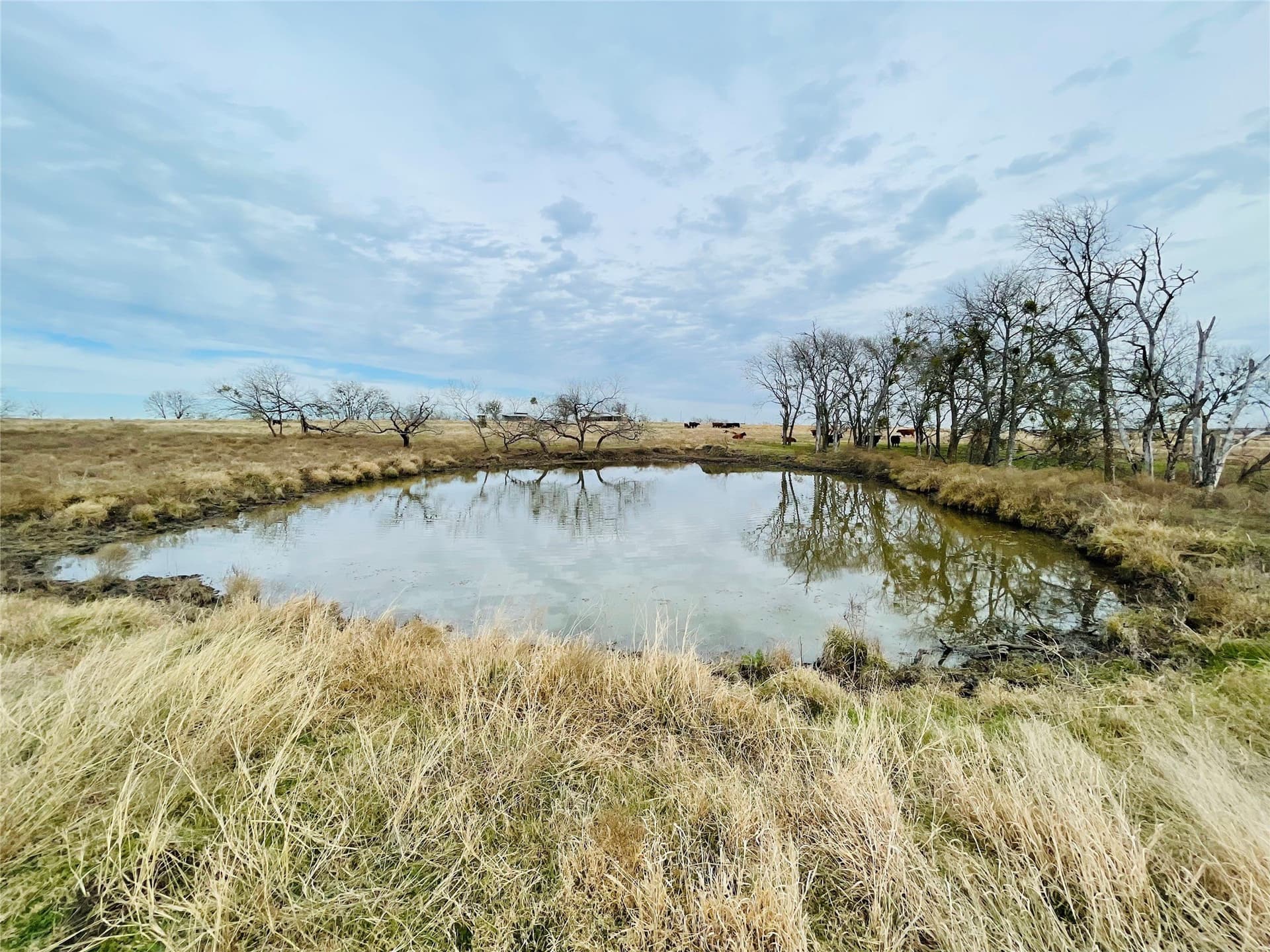 97.93 acres in Navarro County - photo 6