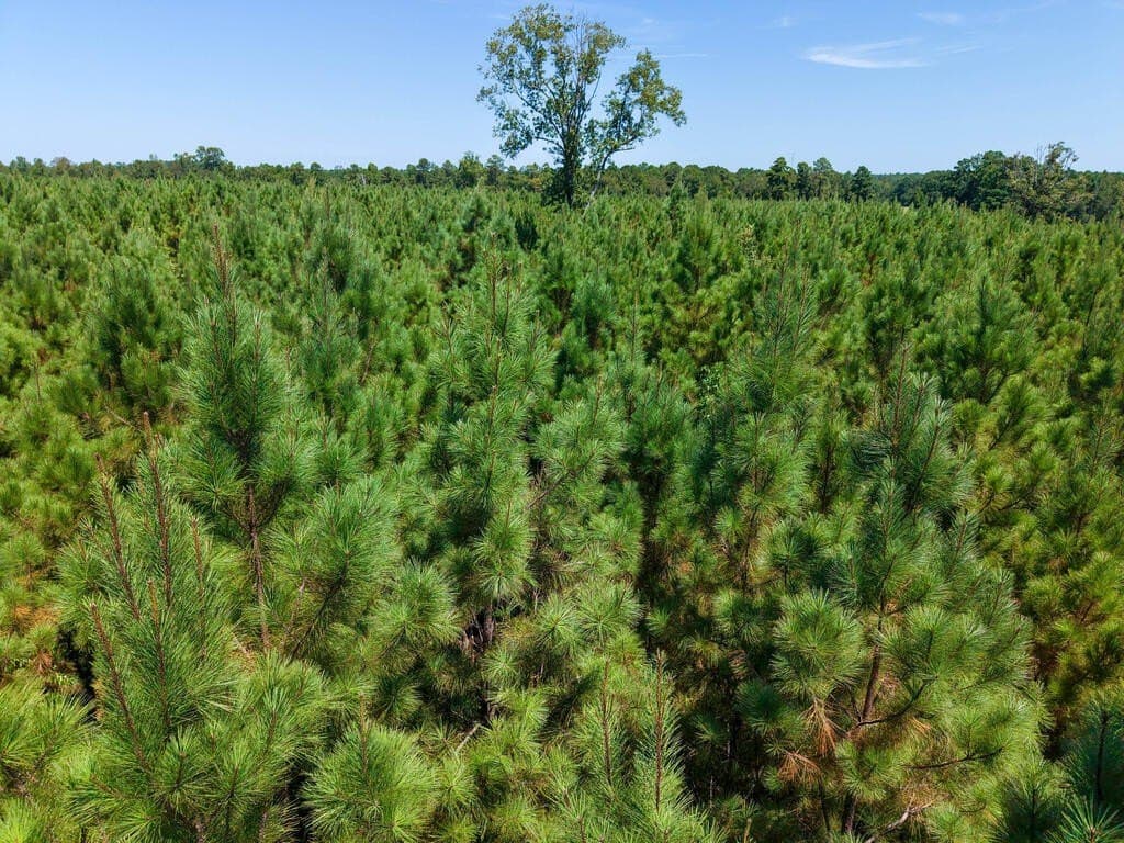 10 acres in Texas County - photo 10