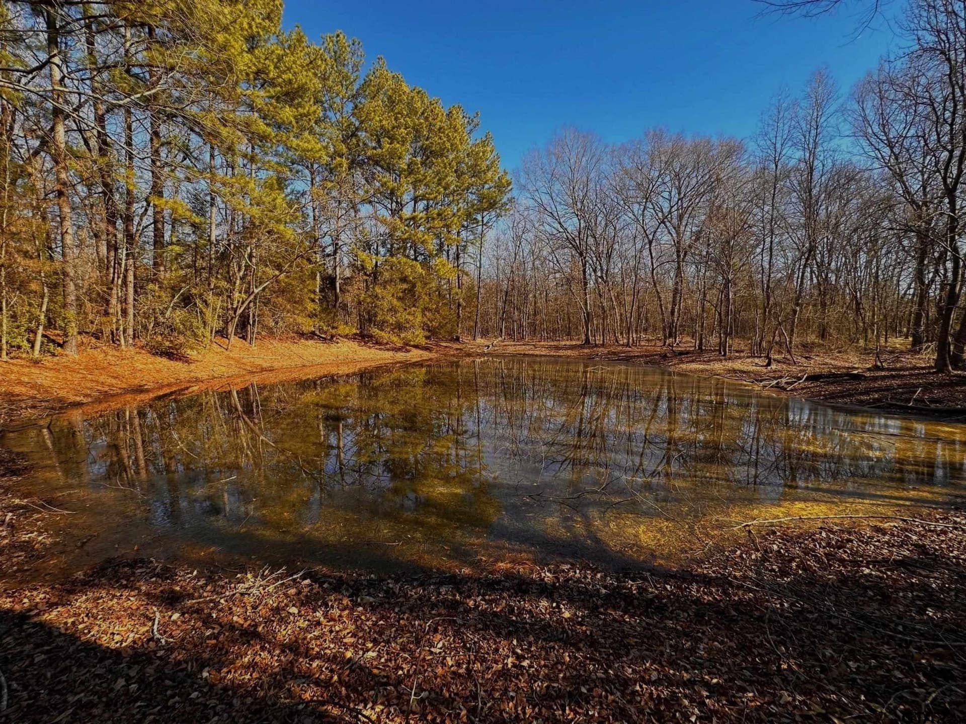 18.21 acres in Anderson County gallery image 4