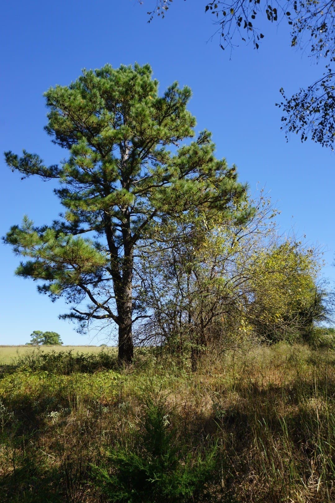 20 acres in Morris County - photo 19