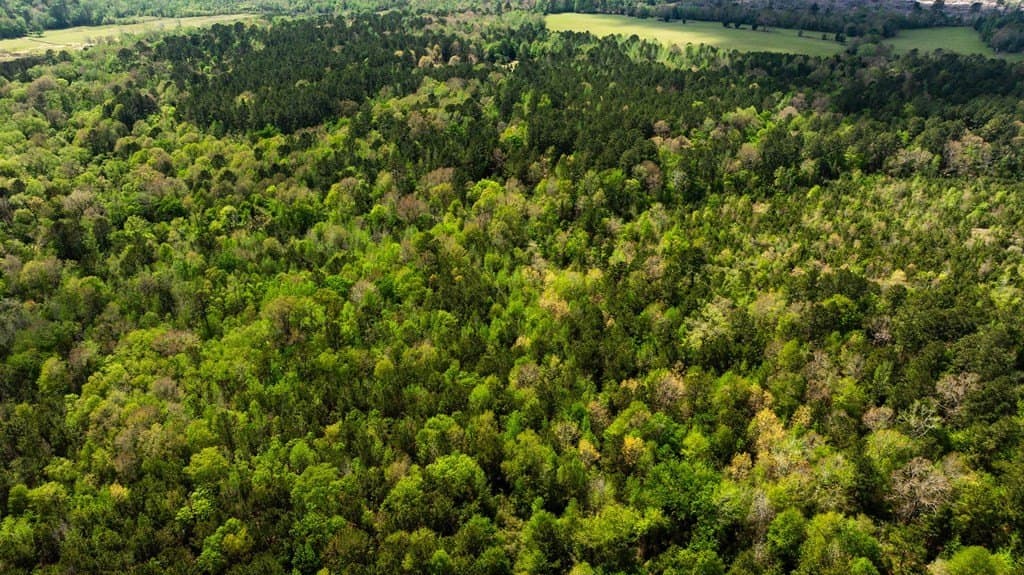 85.06 acres in ANDERSON County - photo 8