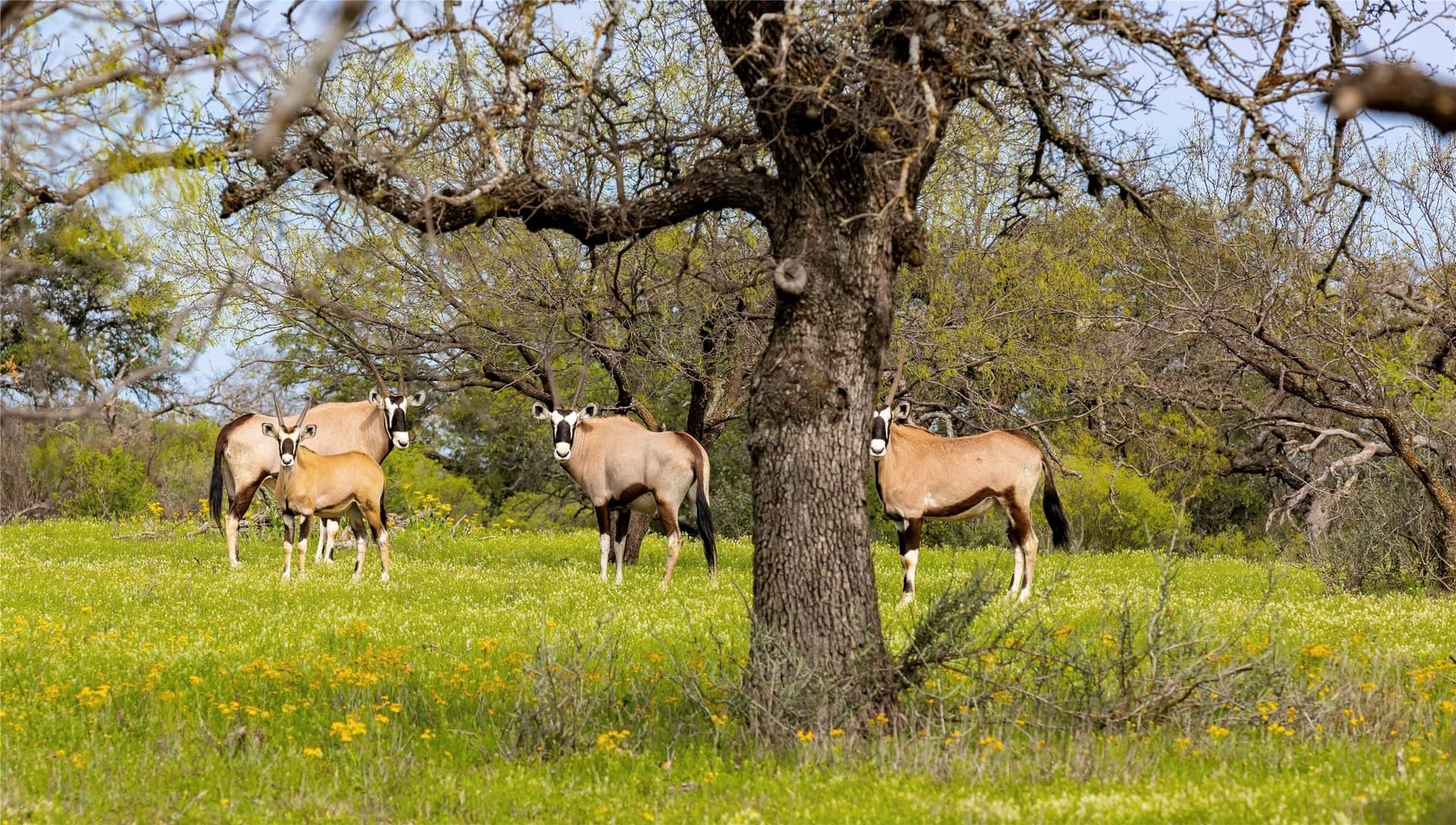 318.65 acres in San Saba County - photo 14