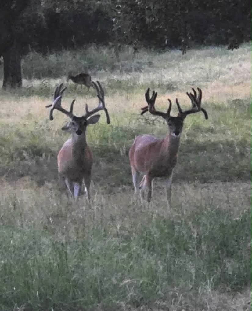 318.65 acres in San Saba County - photo 7