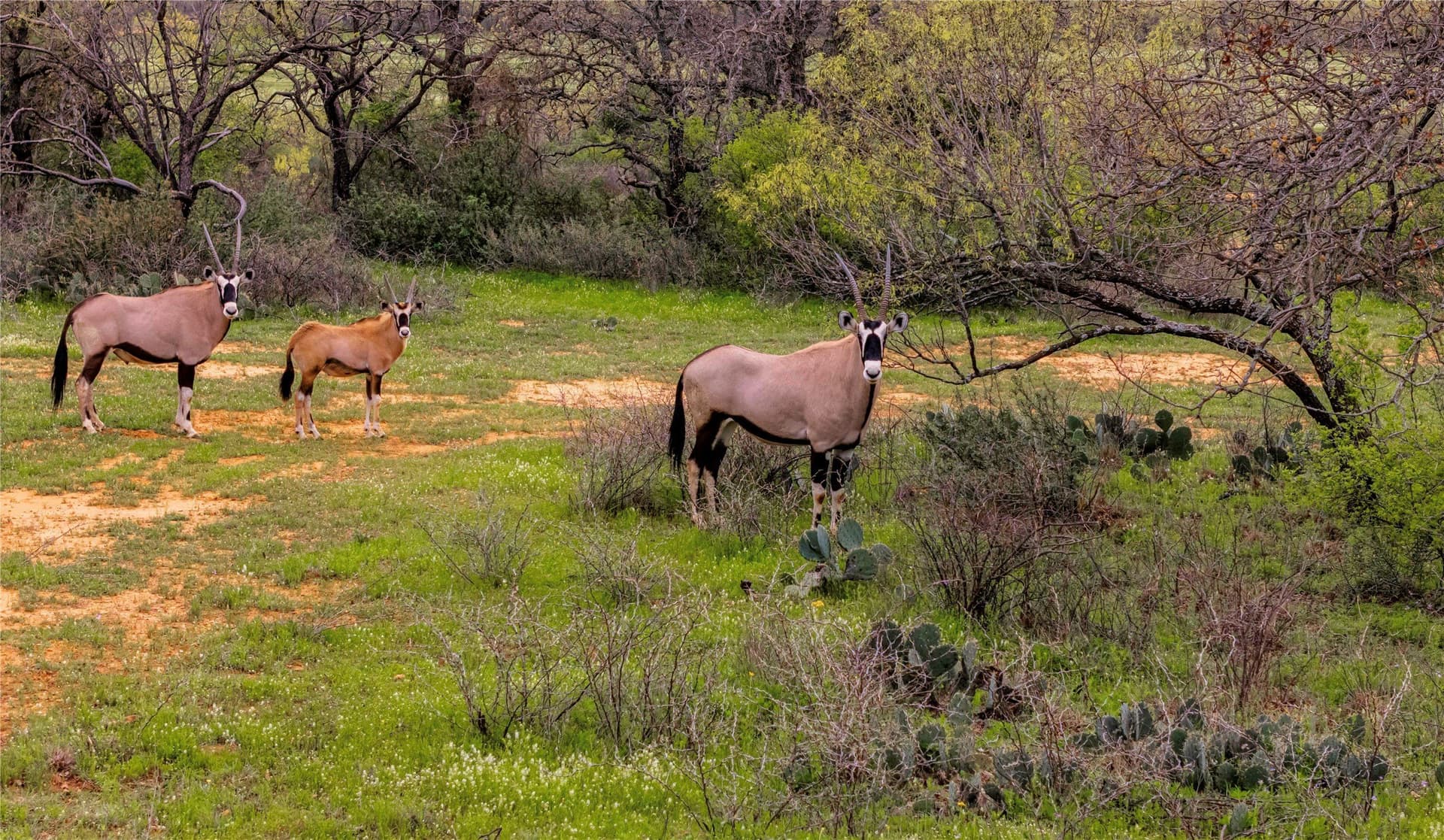 318.65 acres in San Saba County - photo 20