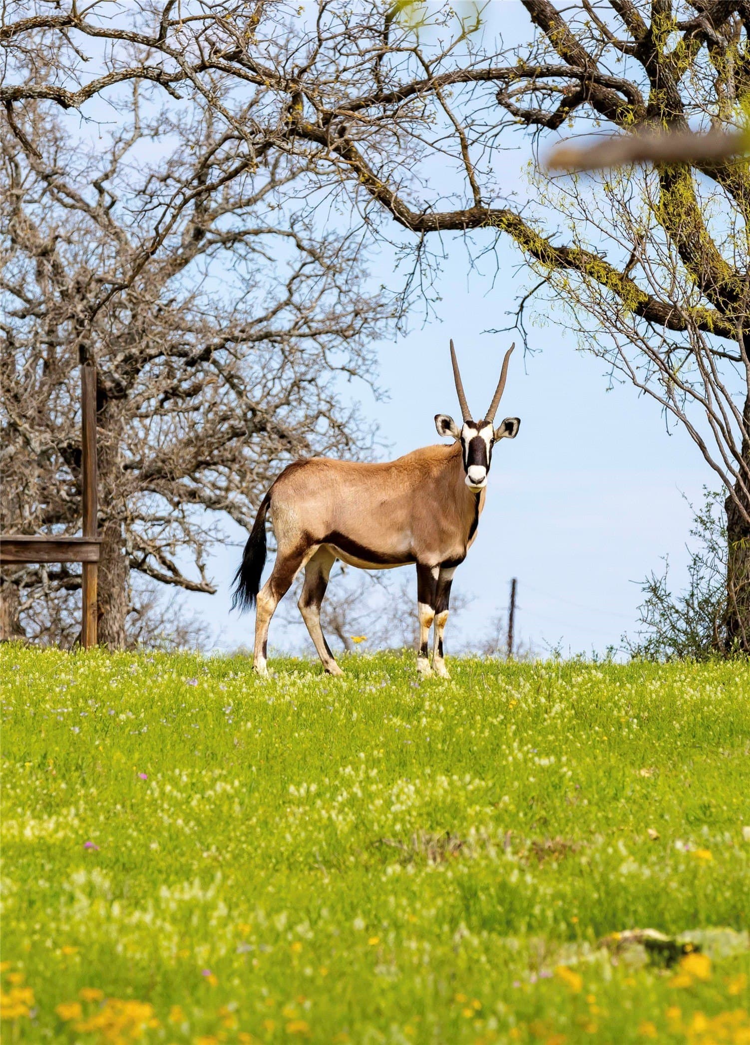 318.65 acres in San Saba County - photo 25