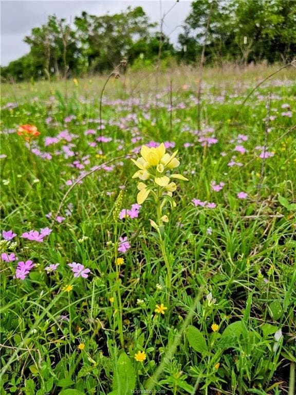 76 acres in Milam County - photo 50