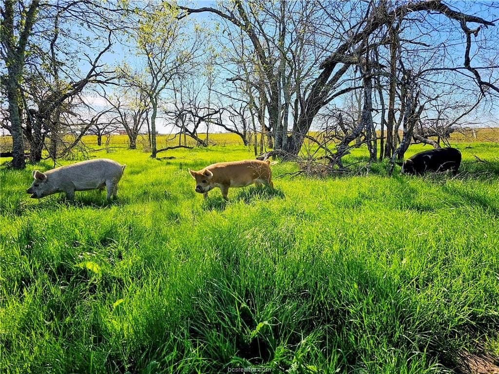76 acres in Milam County - photo 45
