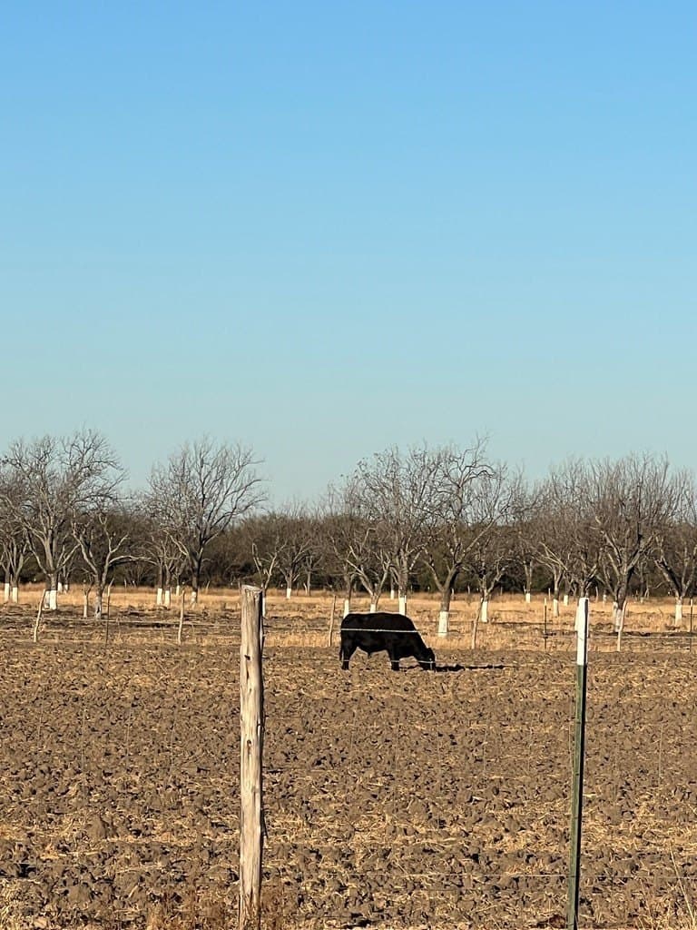 10 acres in Maverick County - photo 6