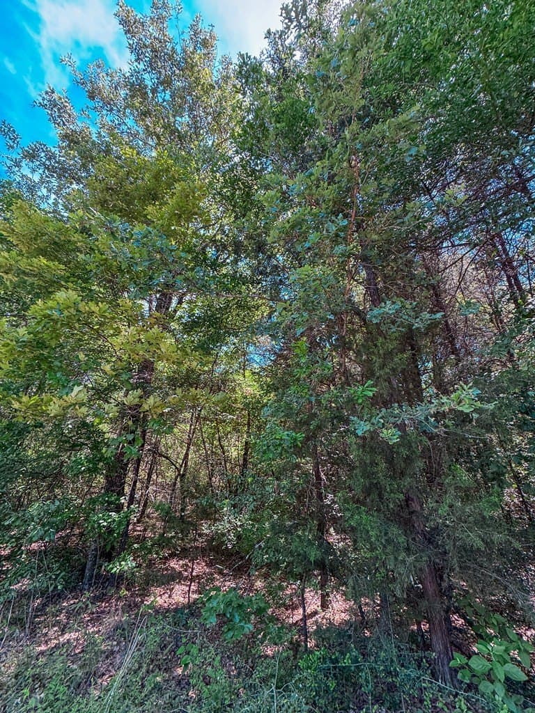 3.61 acres in ANDERSON County gallery image 3