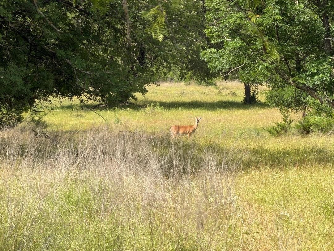 50 acres in Bosque County - photo 20