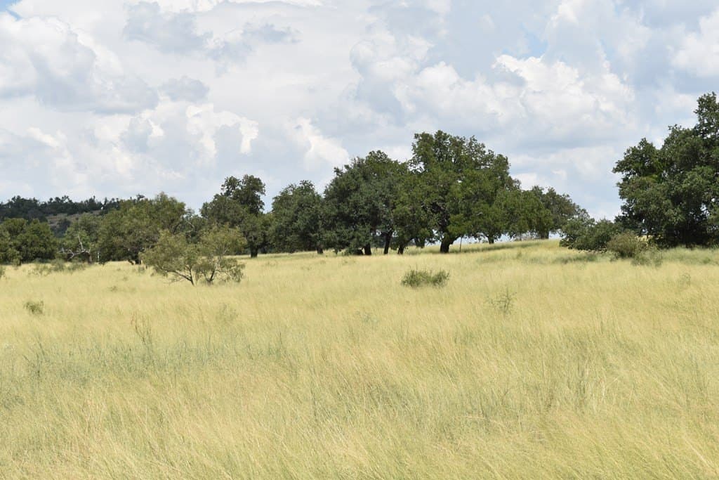 10.1 acres in Gillespie County featured view