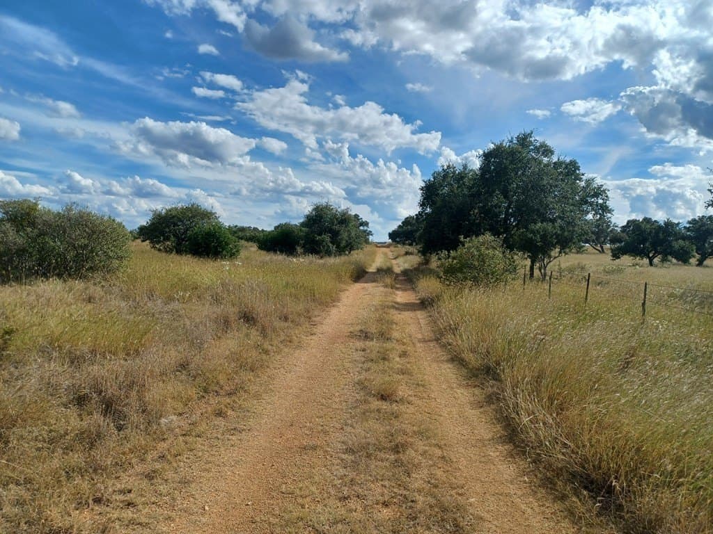 68.51 acres in Gillespie County gallery image 4