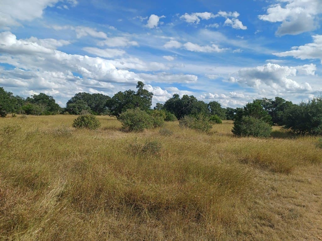 68.51 acres in Gillespie County gallery image 2