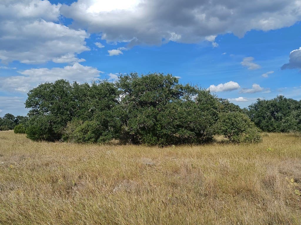 68.51 acres in Gillespie County gallery image 3