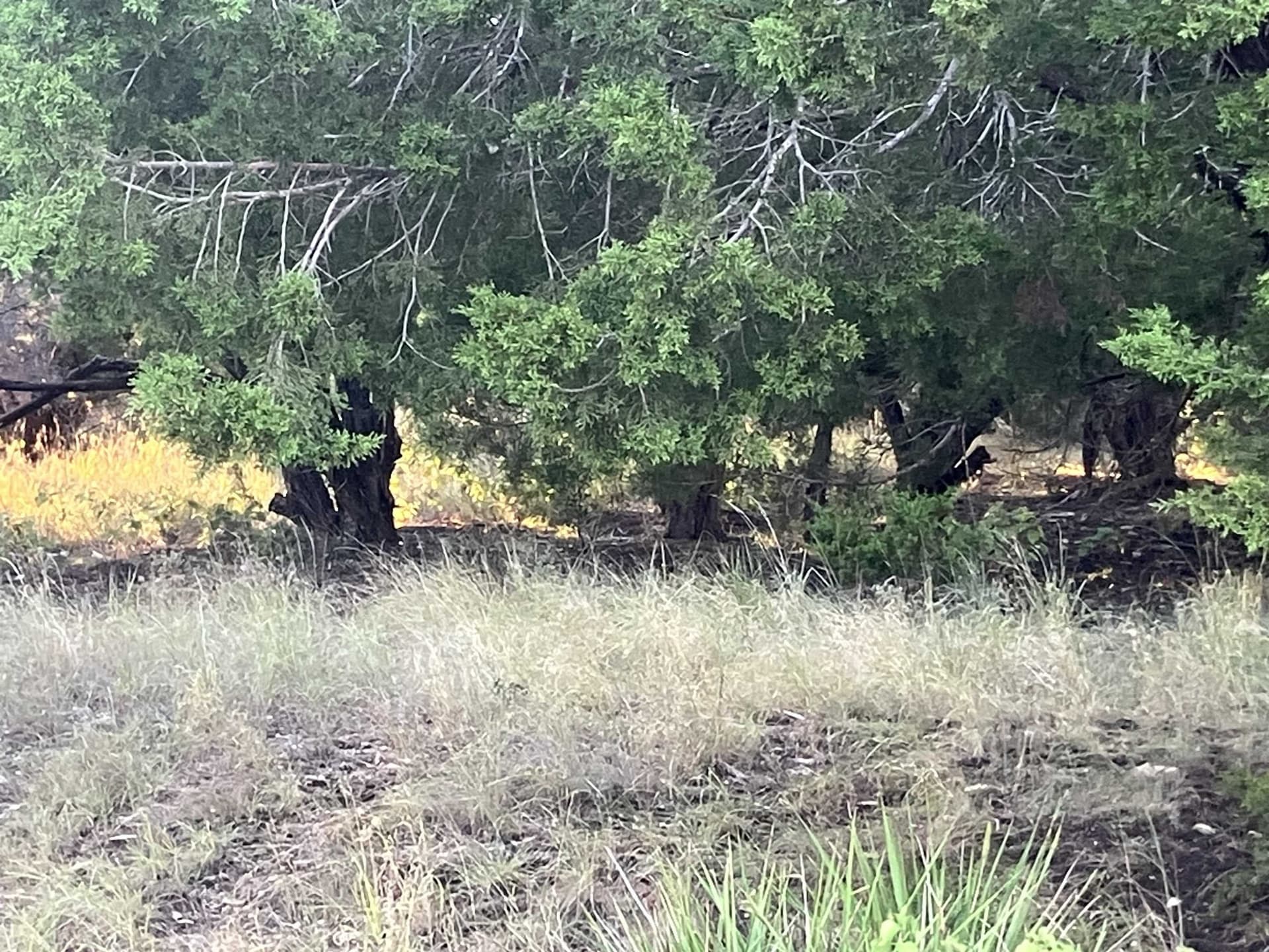 0.23 acres in Travis County gallery image 3