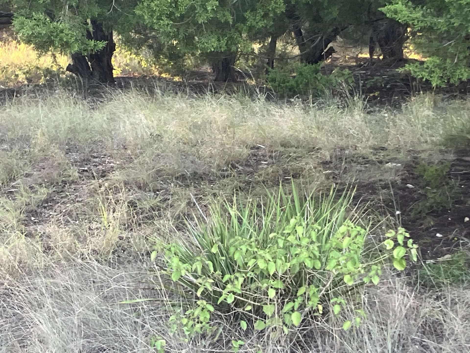 0.23 acres in Travis County gallery image 2