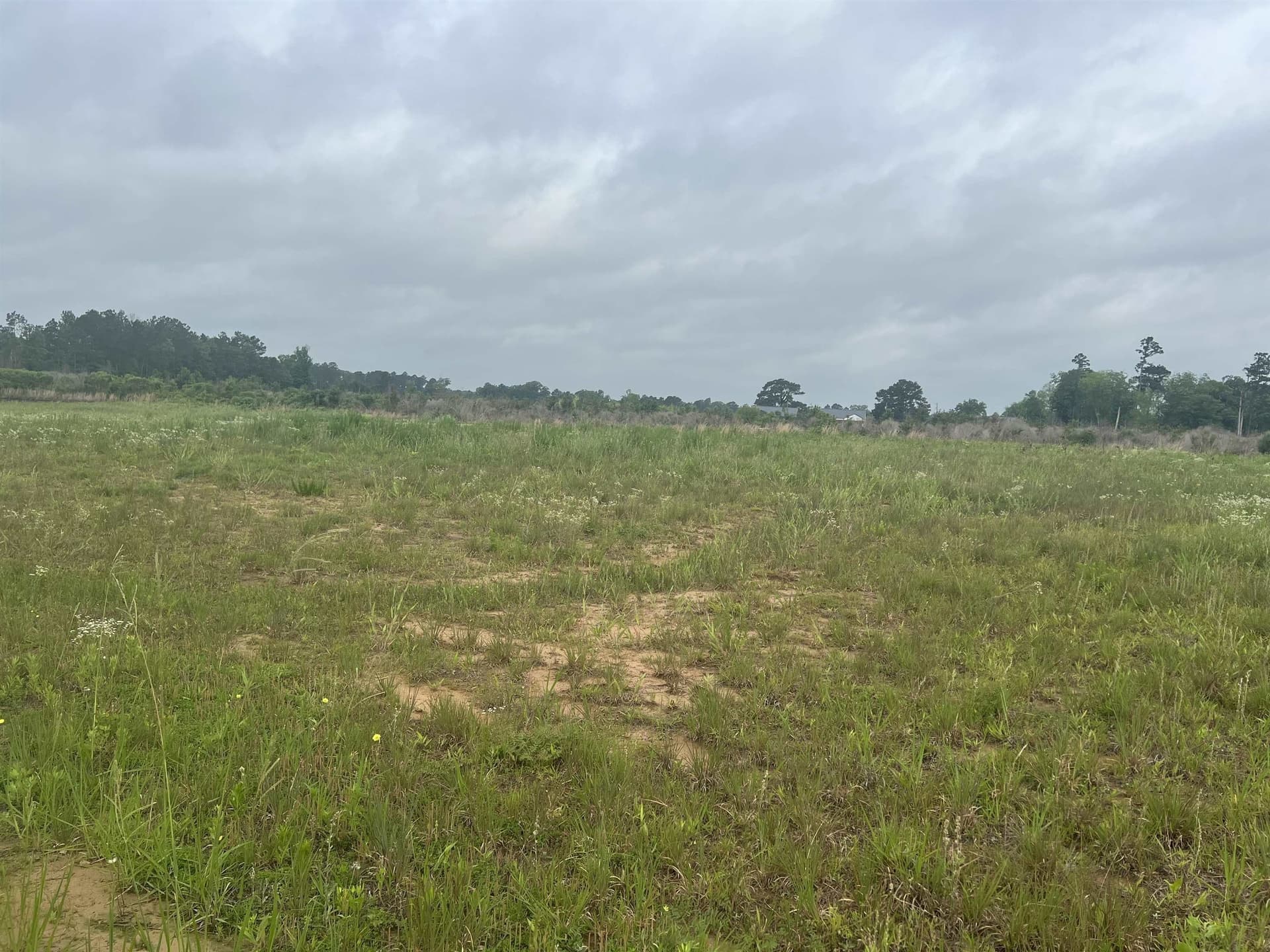 61.31 acres in Panola County gallery image 3