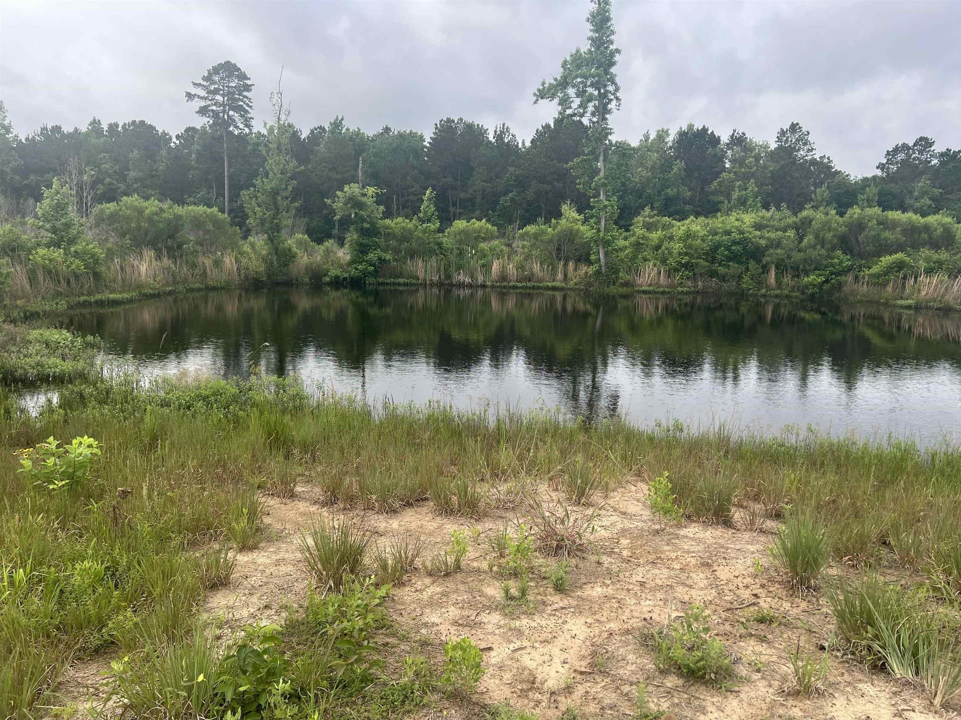 61.31 acres in Panola County gallery image 2