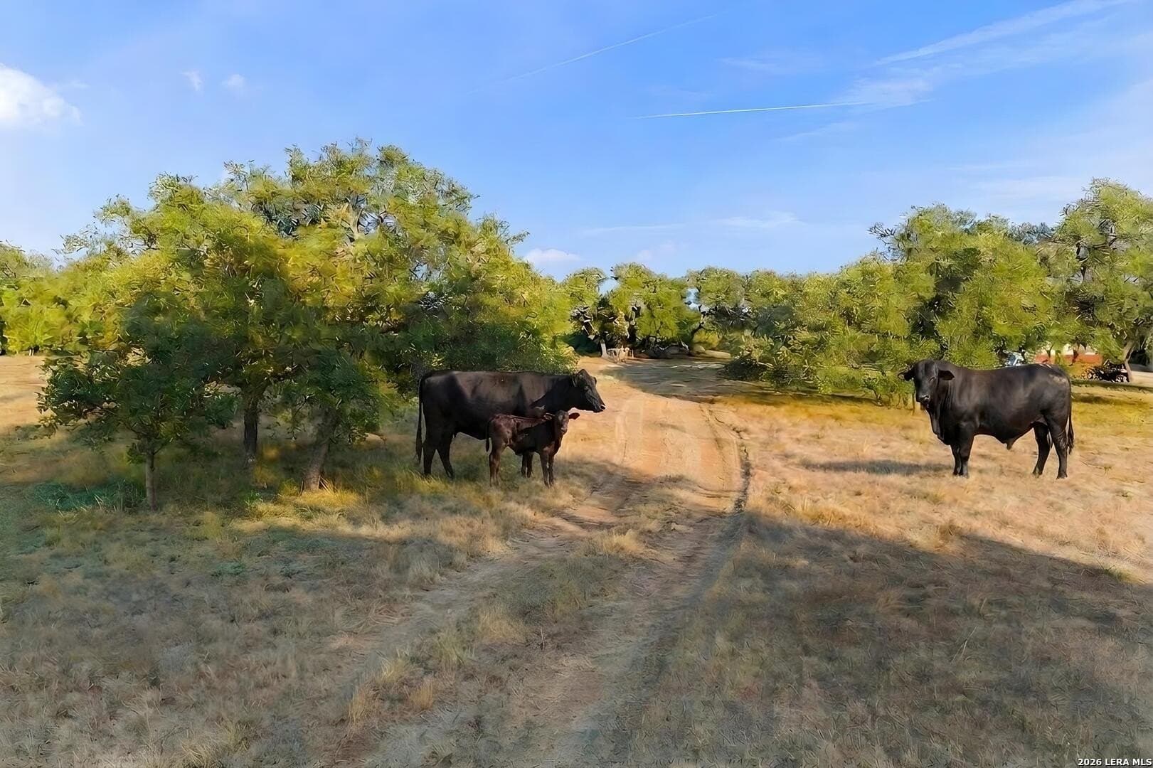 10.98 acres in Bexar County - photo 7