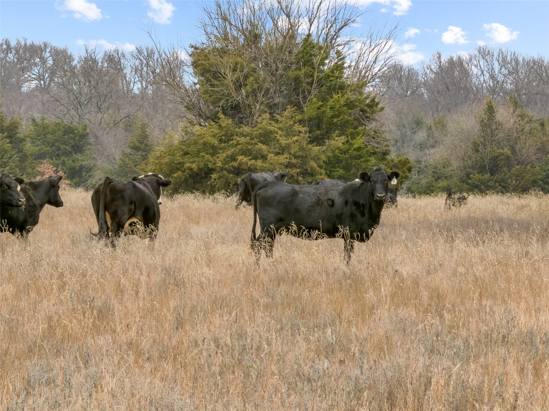 25.88 acres in Fannin County - photo 11