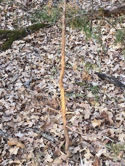 27.43 acres in HENDERSON County - photo 12