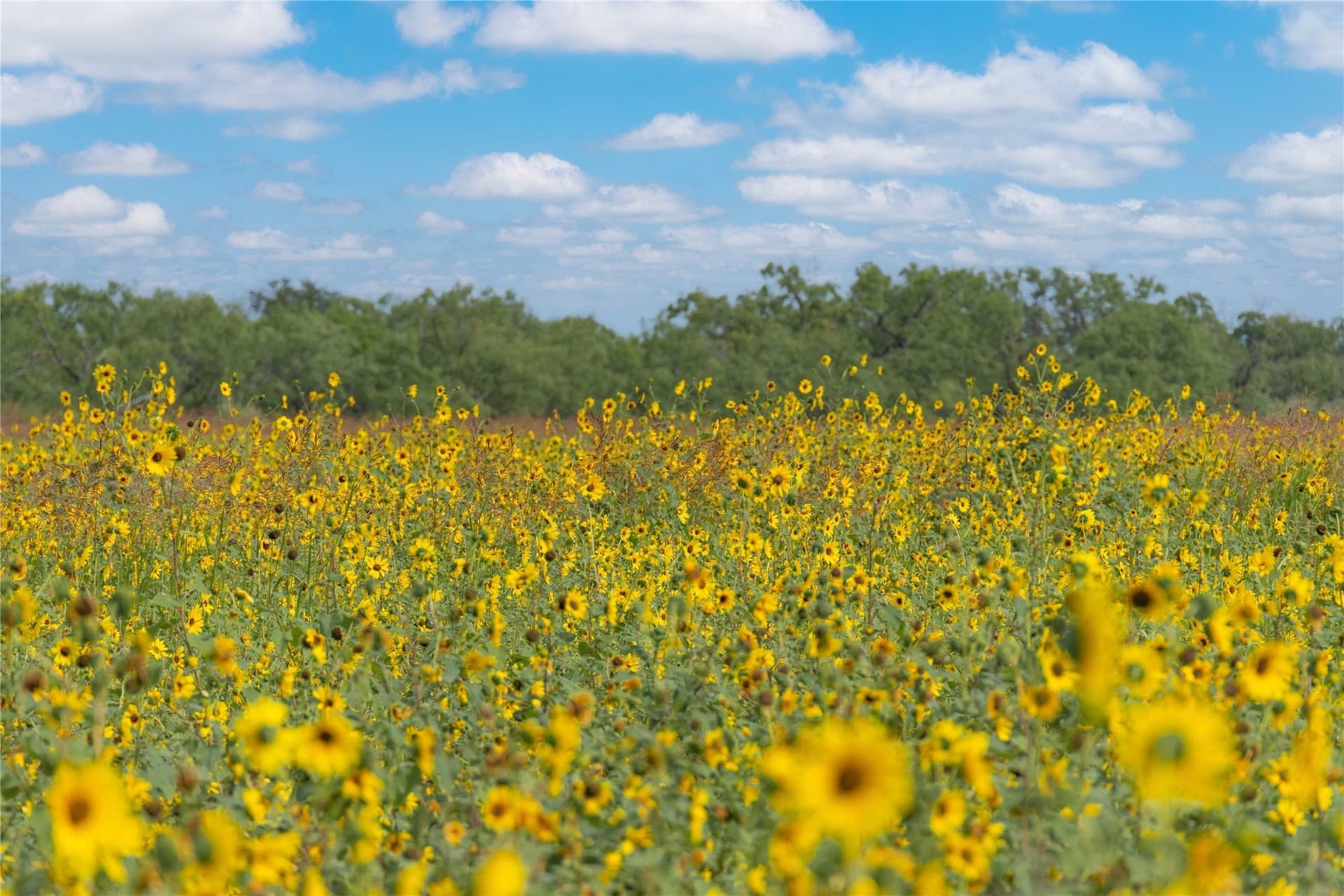332.71 acres in Coleman County
