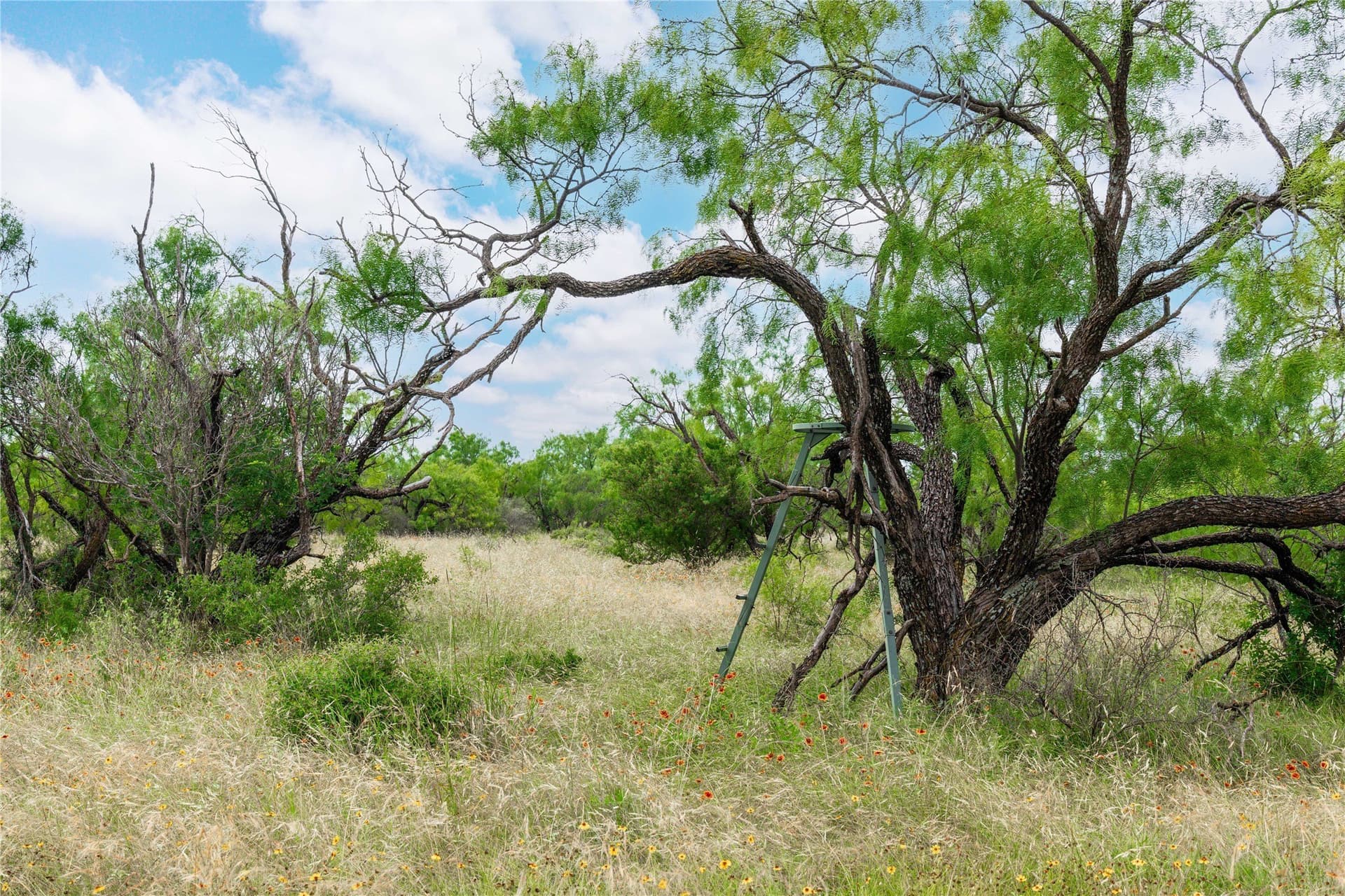 332.71 acres in Coleman County - photo 18