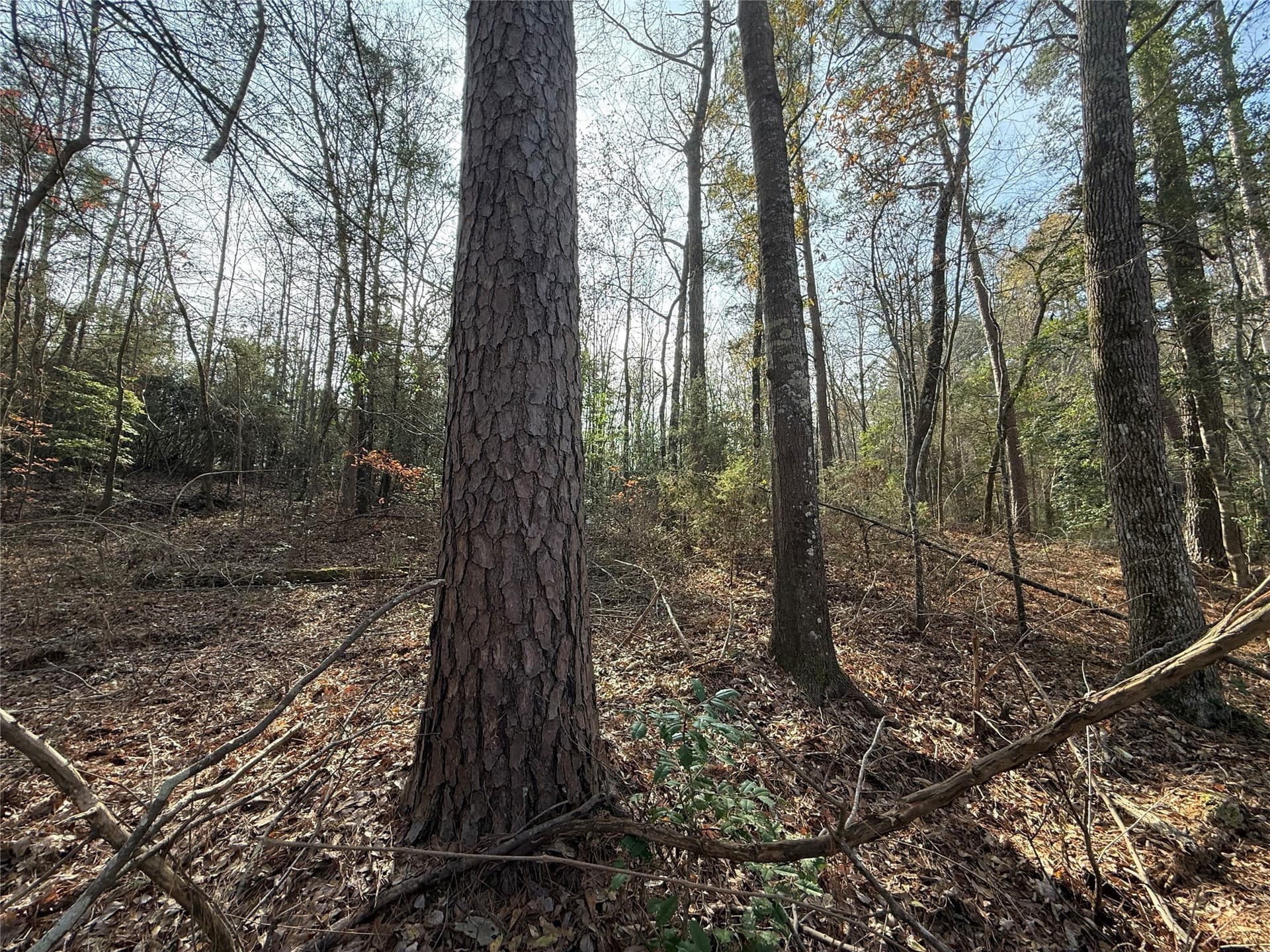 35.73 acres in Cass County - photo 6
