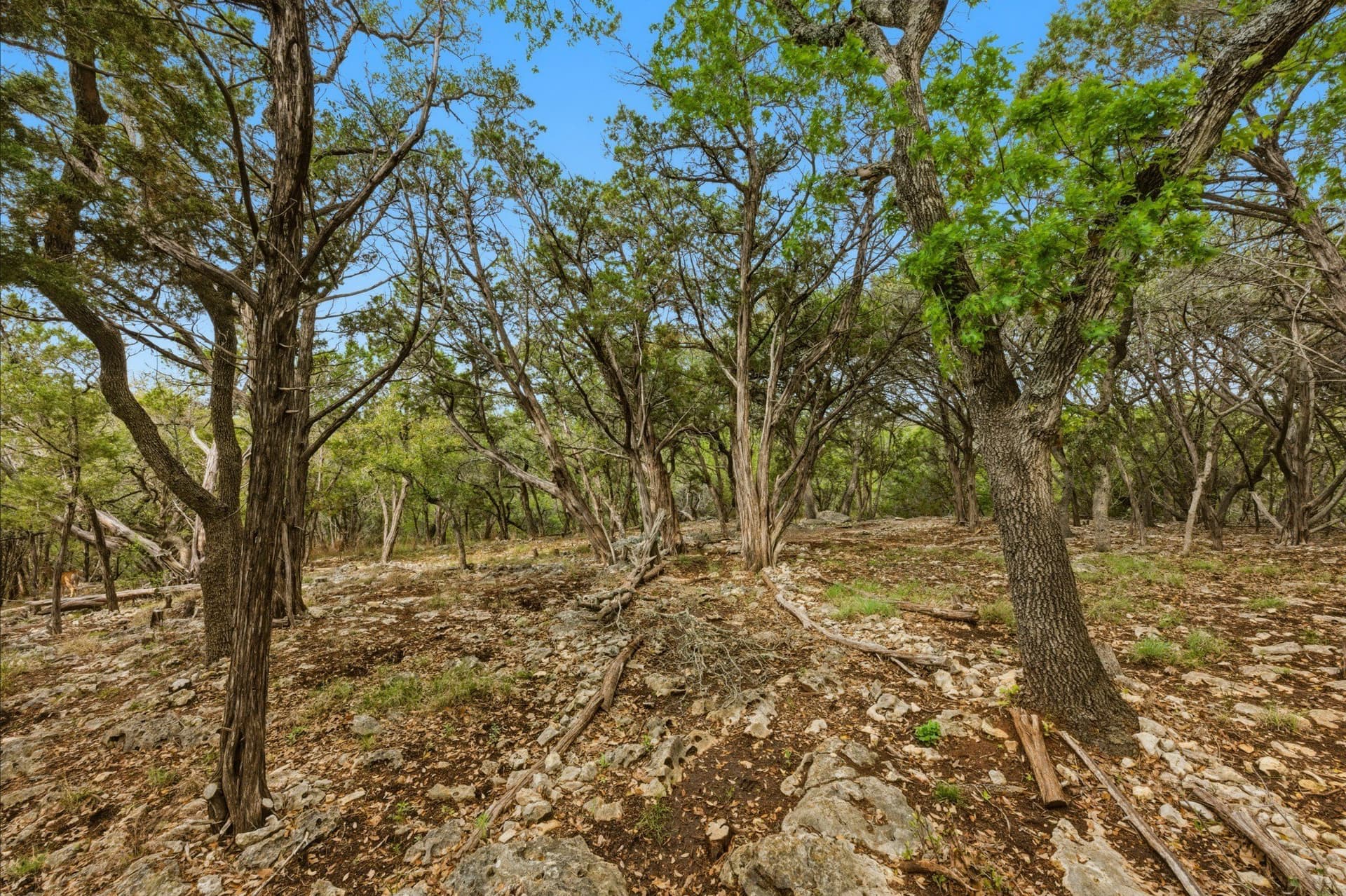 3.34 acres in Hays County - photo 23