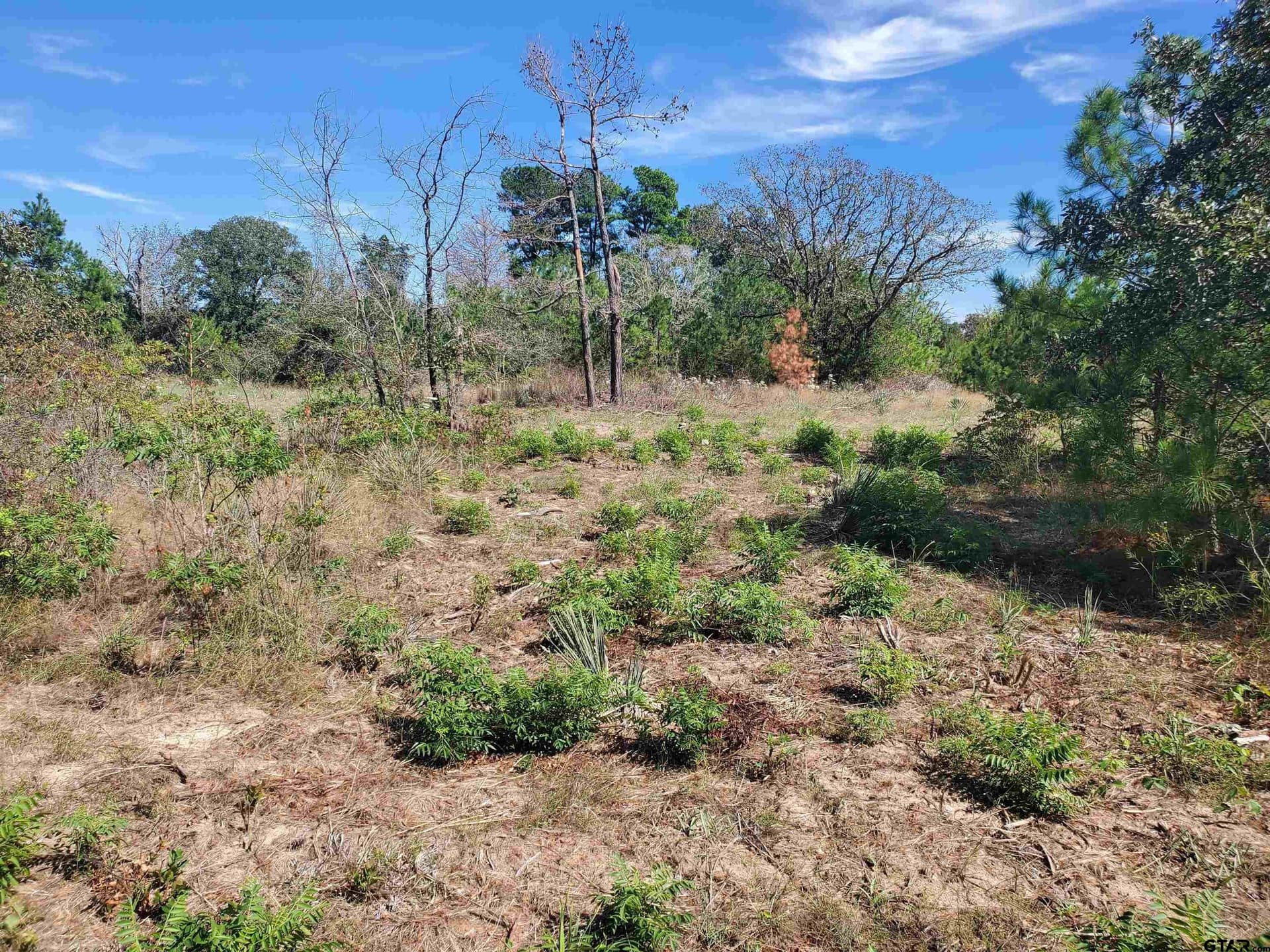 155.8 acres in Smith County - photo 38