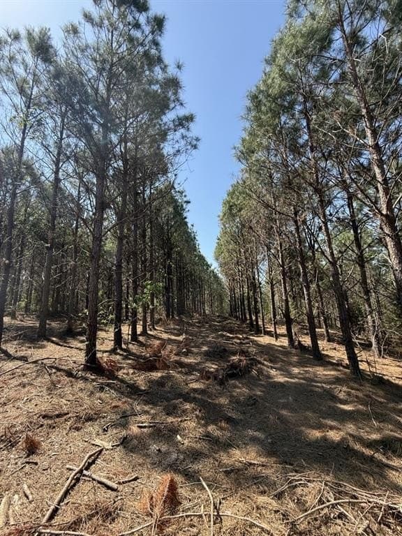 31.51 acres in Gregg County gallery image 4