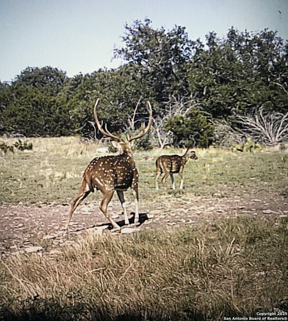 180.6 acres in Sutton County gallery image 4