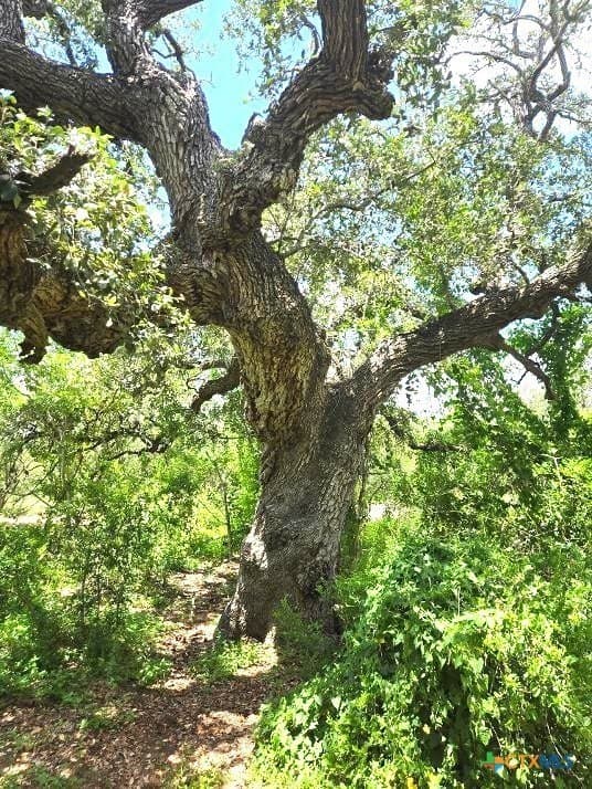 10.3 acres in Karnes County gallery image 4