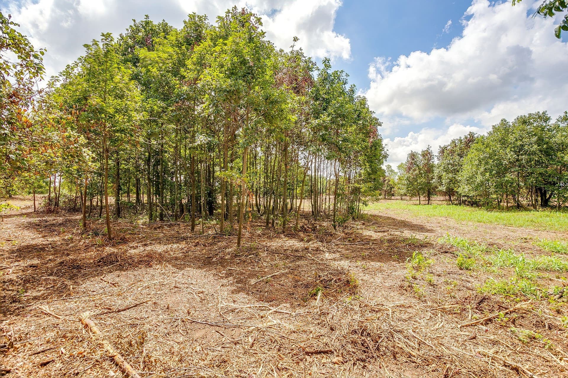 2.5 acres in Parker County - photo 11