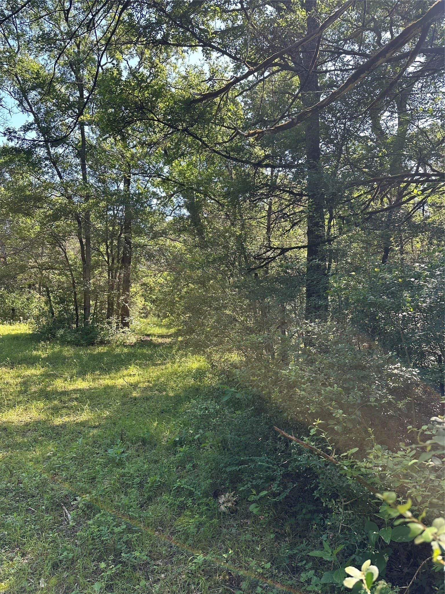 6 acres in Limestone County - photo 10