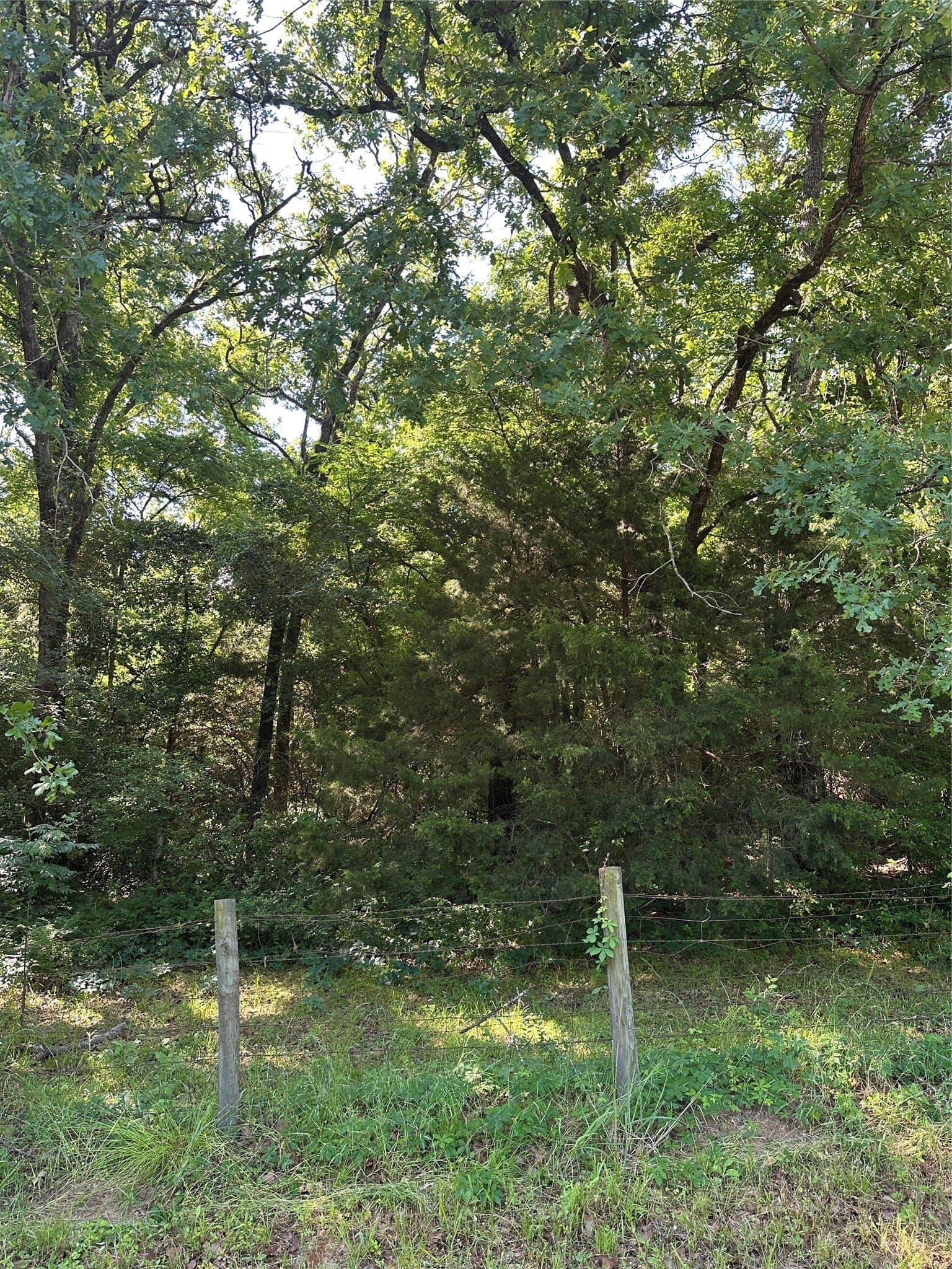 6 acres in Limestone County - photo 8