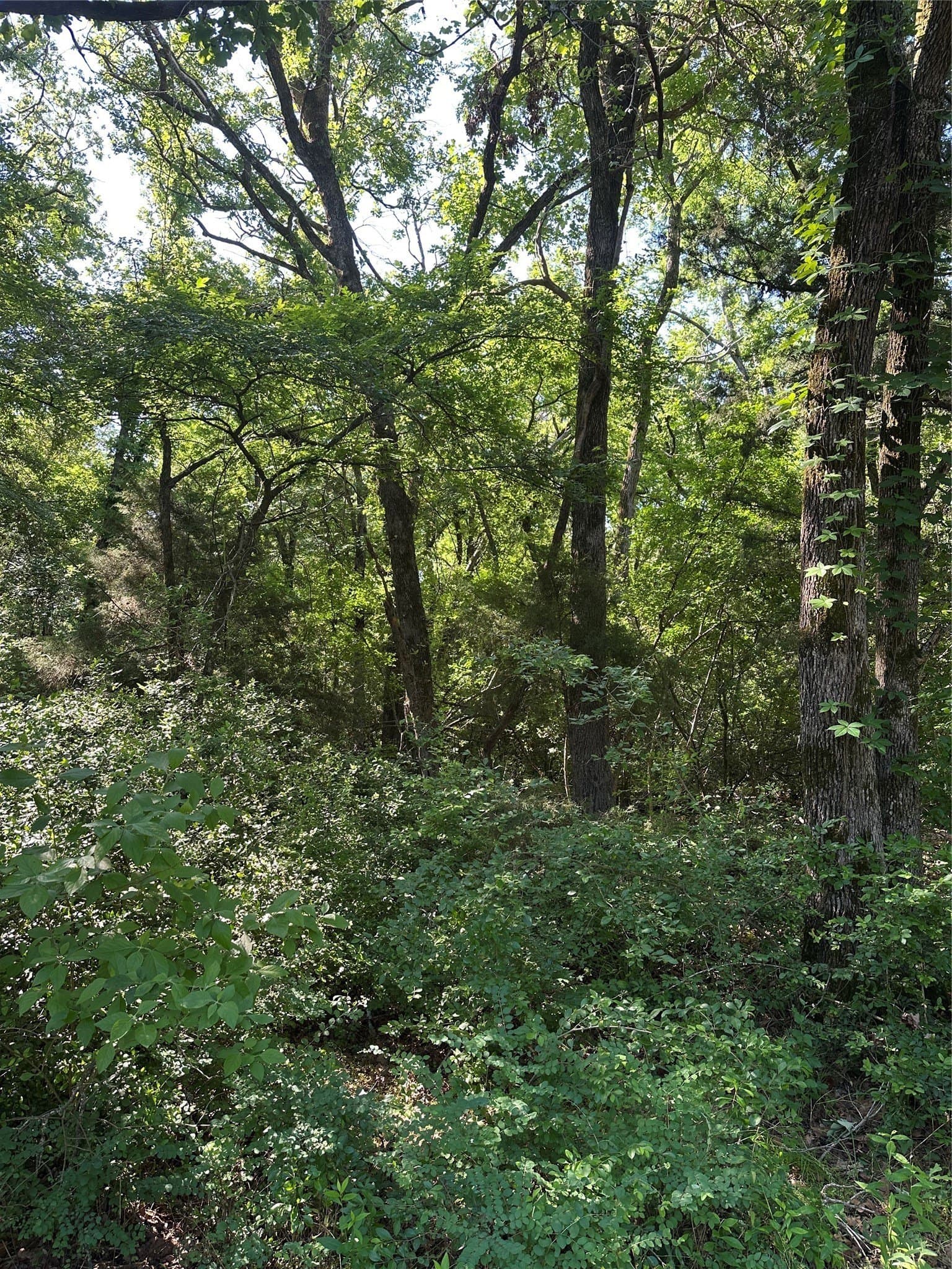 6 acres in Limestone County - photo 13