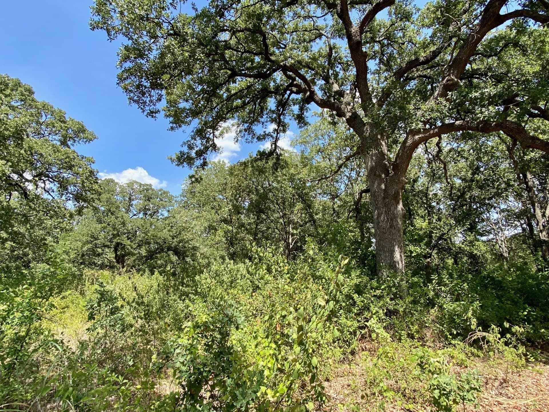 2.02 acres in Erath County - photo 6