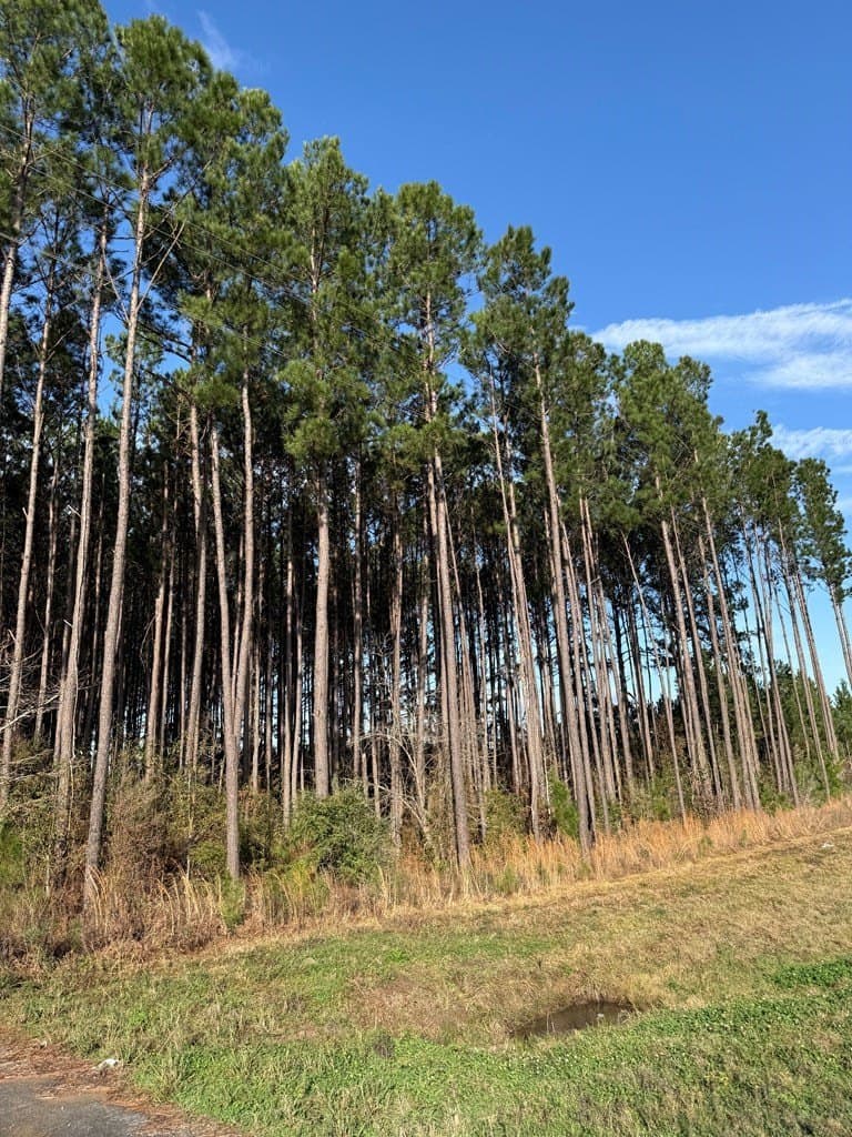 12.37 acres in Texas County - photo 12