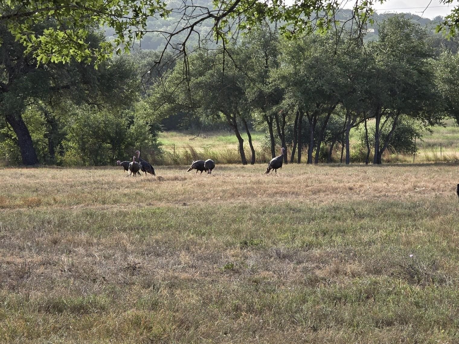 19.35 acres in Burnet County - photo 39
