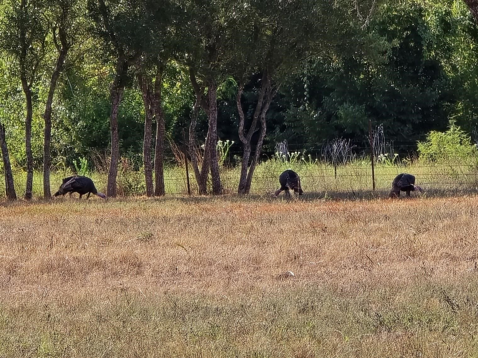 19.35 acres in Burnet County - photo 42