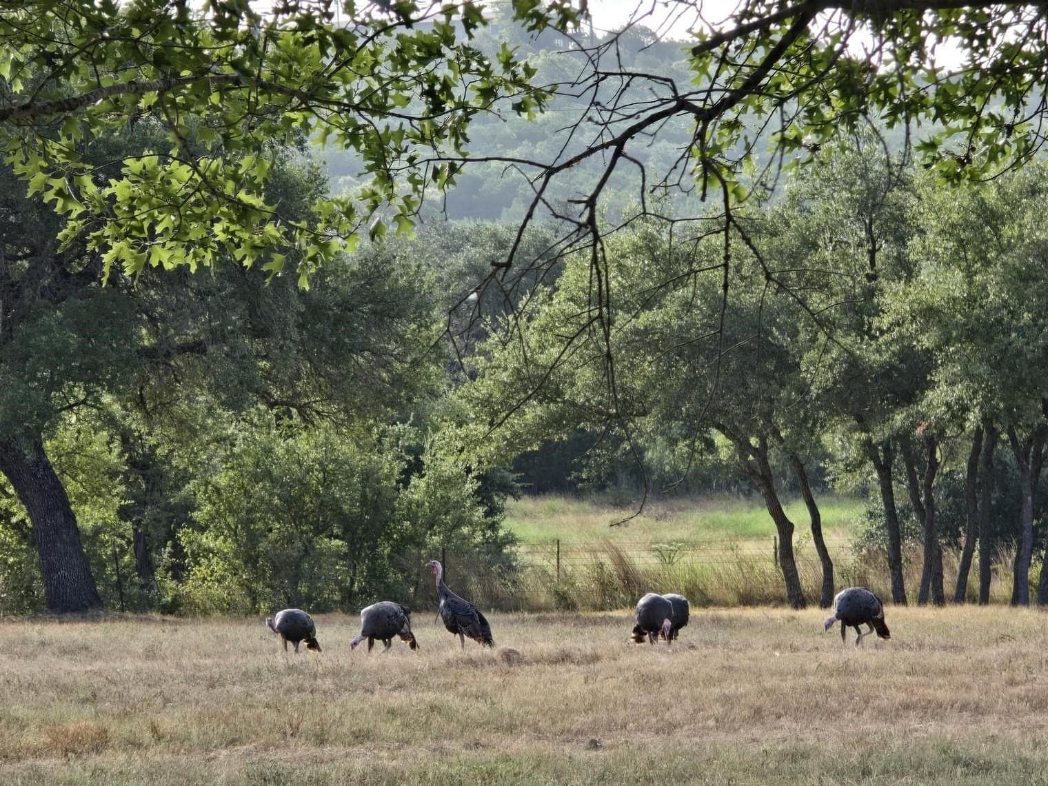 19.35 acres in Burnet County - photo 40