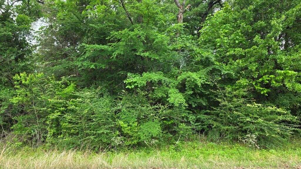 0.18 acres in Henderson County gallery image 3