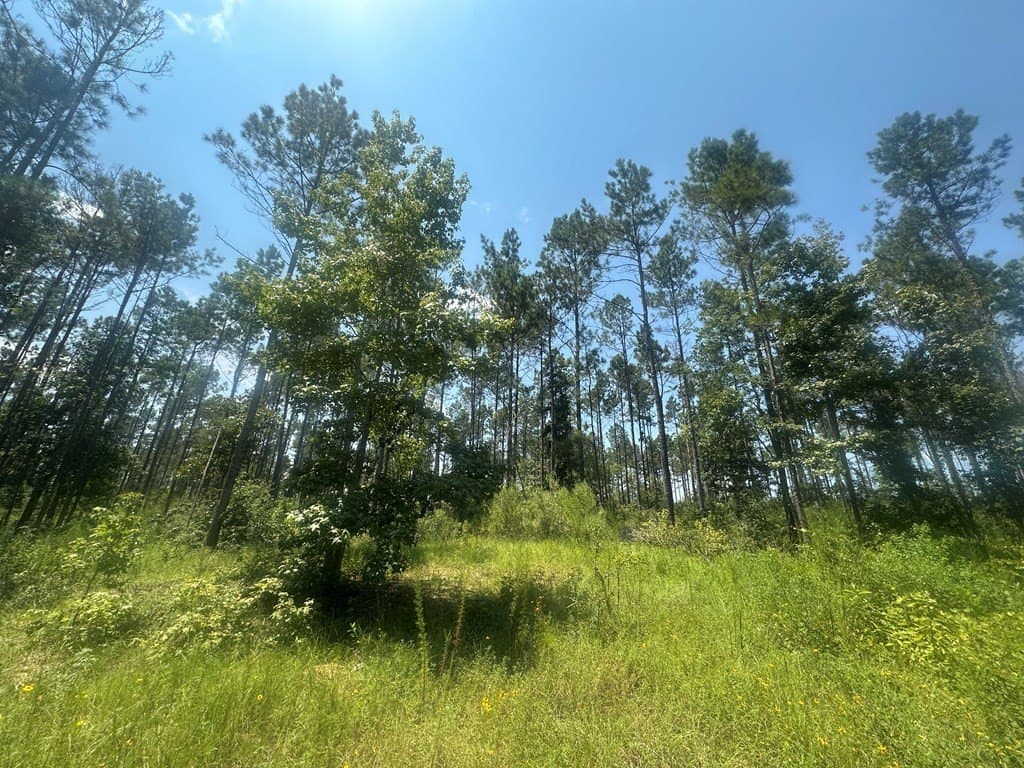 11.31 acres in Texas County gallery image 4