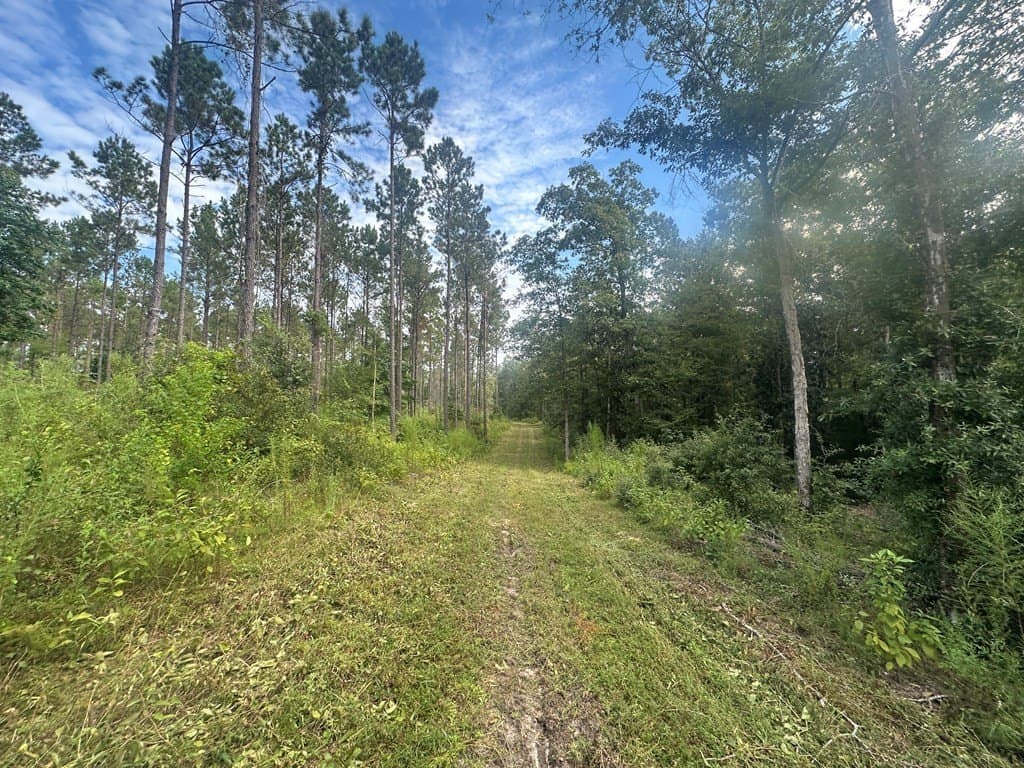 11.31 acres in Texas County gallery image 3