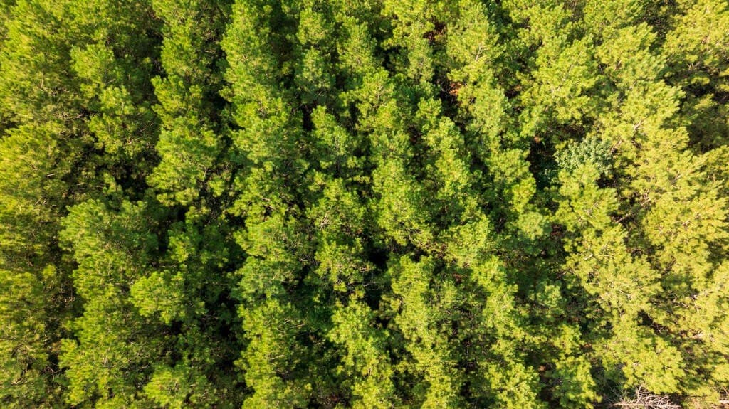 119 acres in Texas County - photo 17