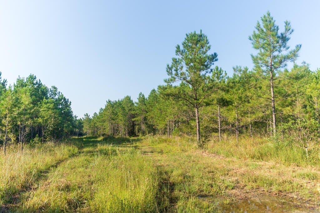 119 acres in Texas County - photo 4