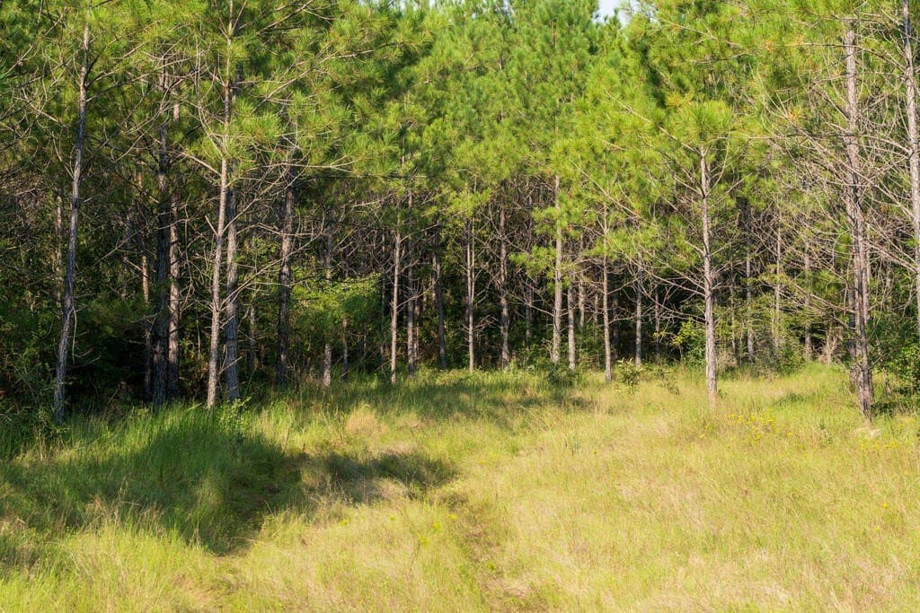 119 acres in Texas County - photo 10