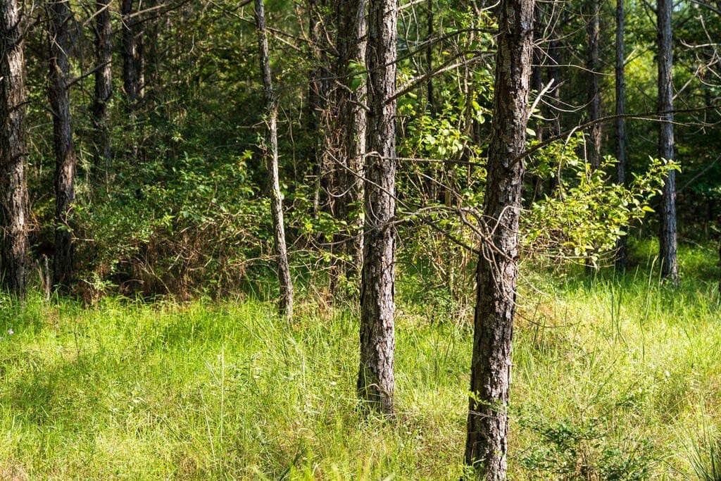 119 acres in Texas County - photo 7